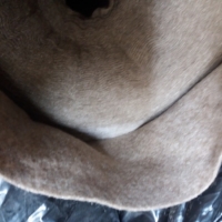 Геотекстиль Дорнит 200 гр/кв.м 2*50м (100кв.м) (первичное сырьё)